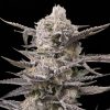 Semillas Feminizadas Watermelon OG de Advanced Seeds