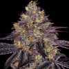 Semillas Feminizadas Watermelon Zkittlez Strain de Barney's Farm