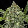 Semillas Feminizadas White Cheese Auto de Dinafem Seeds