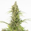 Semillas Feminizadas White Widow Auto CBD de Dinafem Seeds