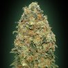Semillas Feminizadas White Widow de 00 Seeds