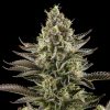 Semillas Feminizadas White Widow de Dinafem Seeds