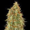 Semillas Feminizadas Zkittlez Fast de Advanced Seeds