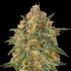 Semillas Feminizadas Zkittlez de Advanced Seeds