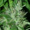 Semillas Feminizadas Congo de Ace Seeds