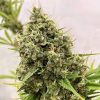 Semillas Feminizadas Guawi de Ace Seeds