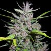 Semillas Feminizadas Honduras x Panama de Ace Seeds