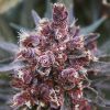 Semillas Feminizadas Violeta de Ace Seeds