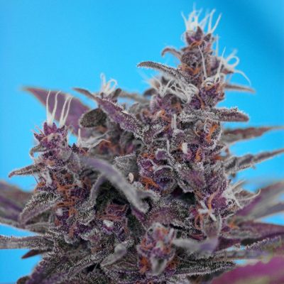 Black Cream Auto