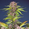 Mimosa Bruce Banner XL Auto