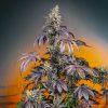 Red Gorilla Girl XL Auto