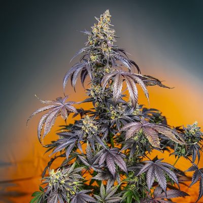 Red Gorilla Girl XL Auto