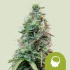 Semillas Royal Queen Seeds de Amnesia Haze Auto