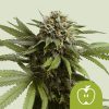 Semillas Royal Queen Seeds de Apple Fritter Auto