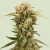 Semillas Royal Queen Seeds de Auto Medusa F1