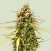 Semillas Royal Queen Seeds de Auto Milky Way F1