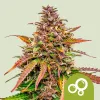 Semillas Royal Queen Seeds de Bubble Kush Auto