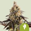 Semillas Royal Queen Seeds de Cookies Gelato Auto