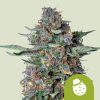 Semillas Royal Queen Seeds de Do-Si-Dos Auto
