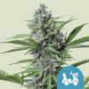 Semillas Royal Queen Seeds de Fast Eddy Automatic CBD