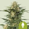 Semillas Royal Queen Seeds de Green Gelato Auto