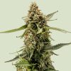 Semillas Royal Queen Seeds de Titan F1