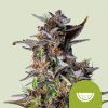 Semillas Royal Queen Seeds de Watermelon Auto