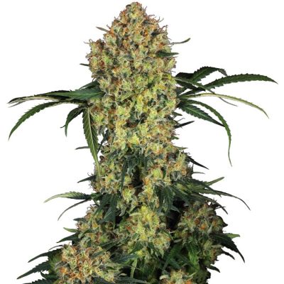 Semillas de Aloha OG Feminizadas