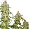 Semillas de Banana Kush Cake Feminizadas
