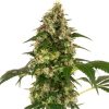 Semillas de Cobalt Haze Feminizada