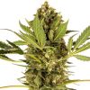 Semillas de Himalayan CBD Feminizada