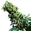 Semillas de Northern Lights #5 x Haze Feminizadas