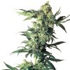 Semillas de Northern Lights Feminizadas