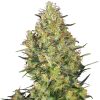 Semillas de Shiva Skunk Feminizadas
