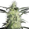 Semillas de Silver Haze Feminizada