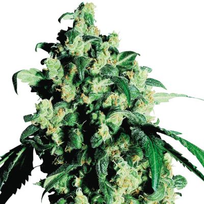 Semillas de Super Skunk Feminizadas