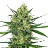 Semillas de Tangerine Sugar Feminizadas