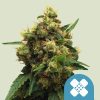 Semillas feminizadas CBD Royal Queen Seeds de Painkiller XL