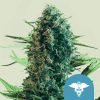 Semillas feminizadas CBD Royal Queen Seeds de Royal Medic