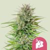 Semillas feminizadas Royal Queen Seeds de Blue Cheese