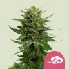 Semillas feminizadas Royal Queen Seeds de Blue Mystic