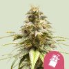 Semillas feminizadas Royal Queen Seeds de Chocolate Haze