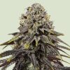 Semillas feminizadas Royal Queen Seeds de Dynamite Diesel