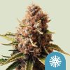 Semillas feminizadas Royal Queen Seeds de Euphoria