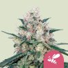 Semillas feminizadas Royal Queen Seeds de Honey Cream
