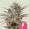 Semillas feminizadas Royal Queen Seeds de North Thunderfuck