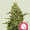 Semillas feminizadas Royal Queen Seeds de Northern Light