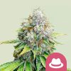 Semillas feminizadas Royal Queen Seeds de OG Kush