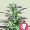 Semillas feminizadas Royal Queen Seeds de Skunk XL