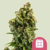Semillas feminizadas Royal Queen Seeds de Sour Diesel
